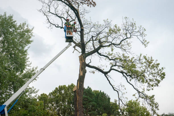 Best Storm Damage Tree Cleanup  in Mccaysville, GA